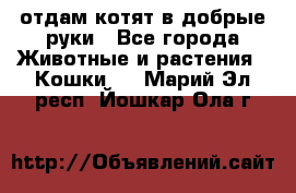 отдам котят в добрые руки - Все города Животные и растения » Кошки   . Марий Эл респ.,Йошкар-Ола г.